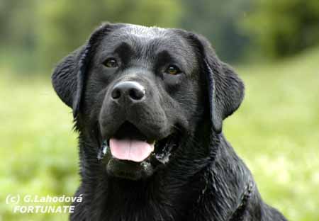 labradek.jpg