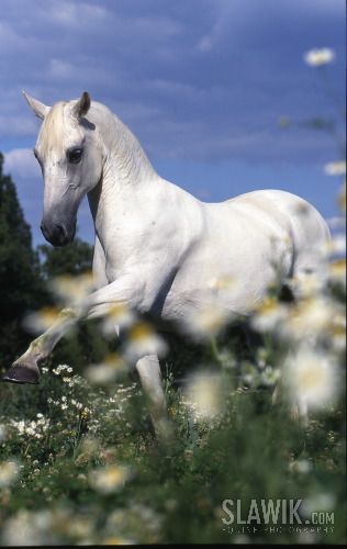 Lipizzaner.JPG